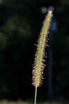 Yellow foxtail